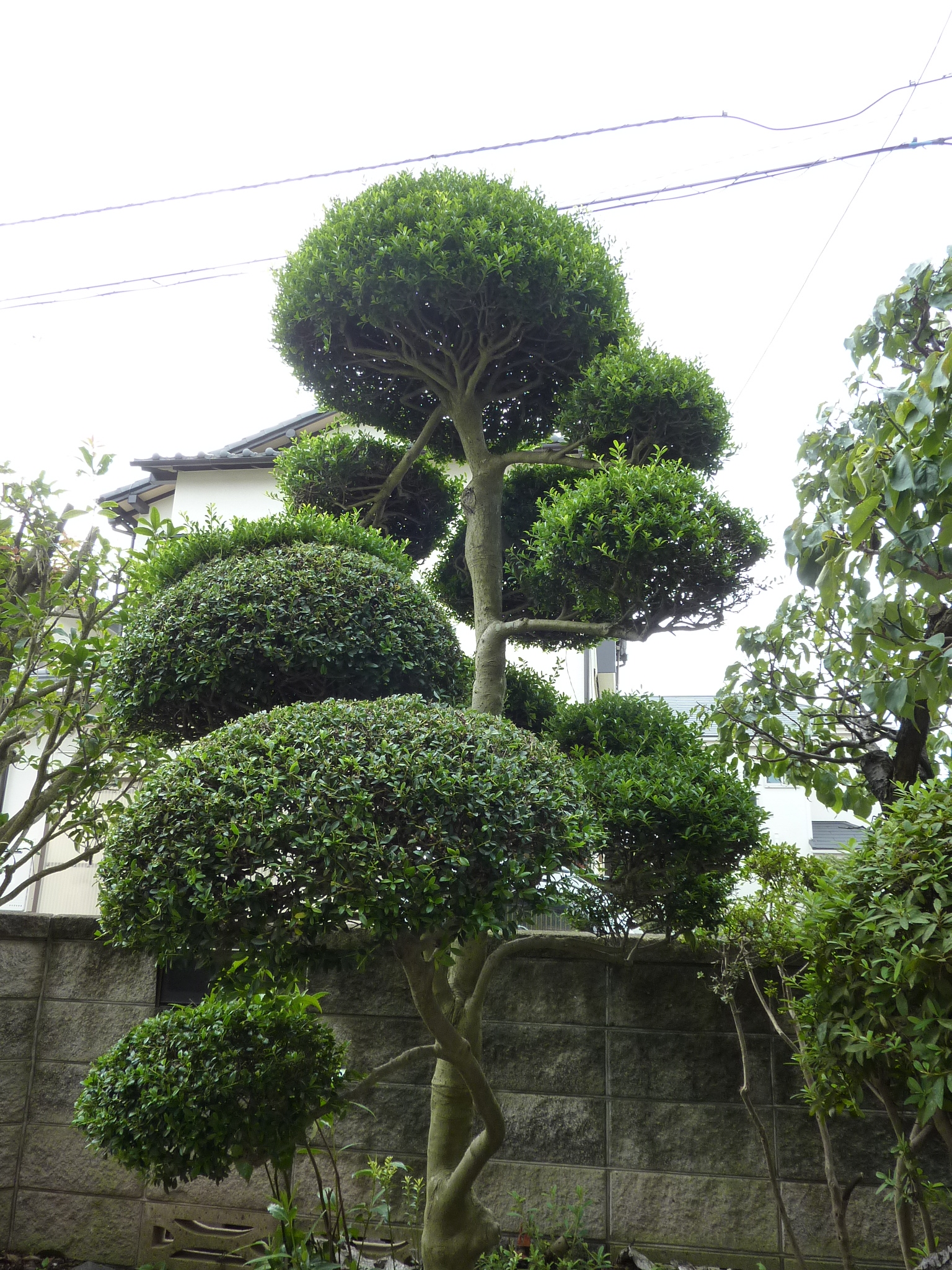 施工事例 植木の伐採 剪定 ツゲの木の伐採 神奈川県相模原市 上溝の不用品回収 遺品整理 アシストワン