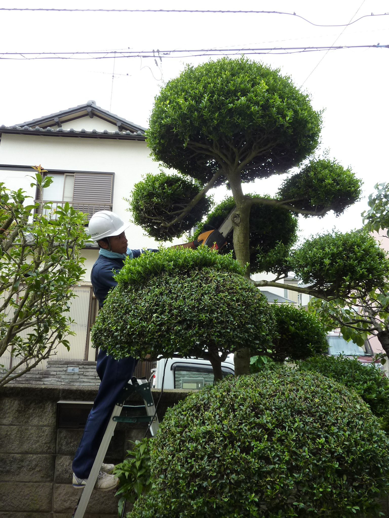 施工事例 植木の伐採 剪定 ツゲの木の伐採 神奈川県相模原市 上溝の不用品回収 遺品整理 アシストワン
