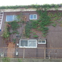 建物のツタ取り-AFTER02
