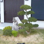 植木と庭石の撤去-BEFORE03