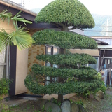 植木の剪定作業