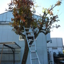 柿の木の剪定とカーポート修理-BEFORE03