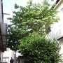植木の伐根、剪定-BEFORE02