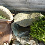 庭石の解体撤去-BEFORE02