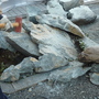 庭石の撤去工事-AFTER02