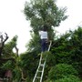 庭木の伐採・剪定工事-AFTER02