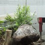 庭石と植木の撤去-BEFORE04