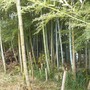 竹林の伐採、間引き-BEFORE02