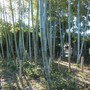 竹林の伐採、間引き-AFTER03