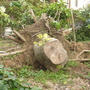 大木の伐根作業-BEFORE02