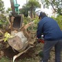 大木の伐根作業-AFTER02