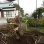 大木の伐根作業-AFTER03