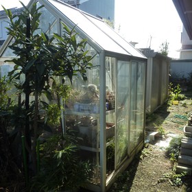 温室の解体と植栽処分-BEFORE01