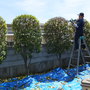 庭木の剪定作業-AFTER02
