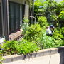 庭木の伐採、剪定-BEFORE04